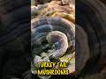 3 Amazing Health Benefits Turkey Tail Mushrooms  #health