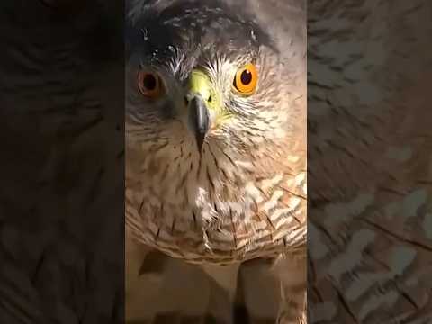 ¿Un GALLO vencería