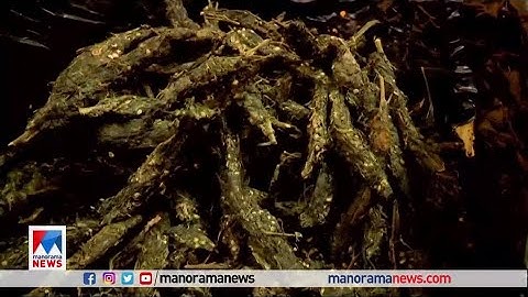 കെഎസ്ആർടിസി ബസിൽ കഞ്ചാവുകടത്ത്; എക്സൈസ് പിടികൂടി| Palakkad | KSRTC | Ganja