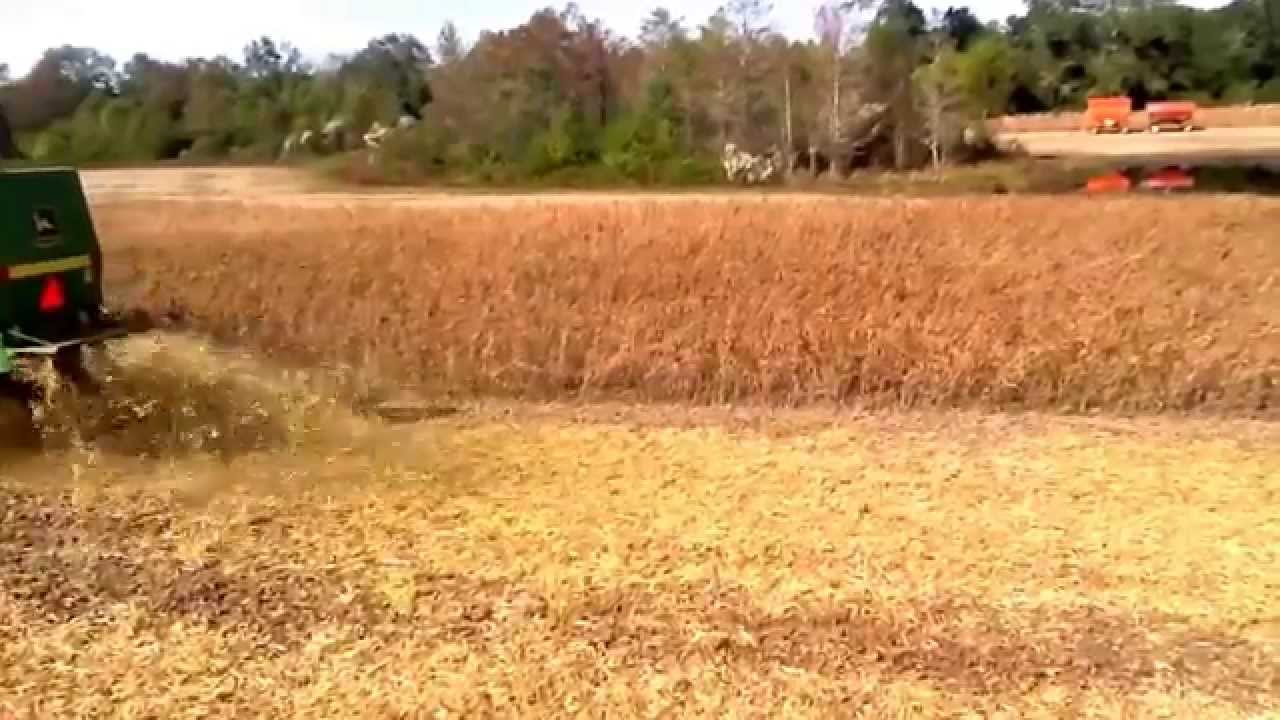 Soybean Harvest 2013 in N Florida YouTube