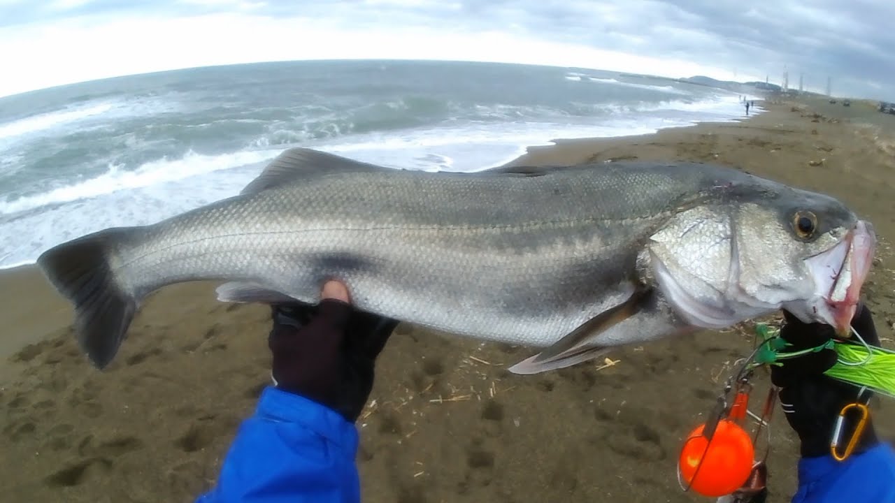 サーフでシーバス狙う方法【初心者の方にお勧め！】