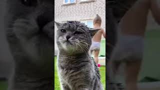 Sönmez Reis Kedi Vs Çocuk