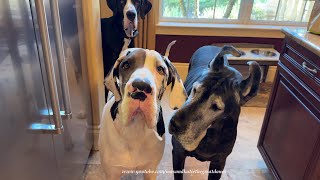 Detailed Funny Senior Great Dane Shifts Photo Position To Avoid Puppy's Slobber Profile