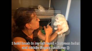 Trimming Maltipoo Puppies Hair & Nails! by Macy & Nala Adventure 24,968 views 8 years ago 3 minutes, 23 seconds