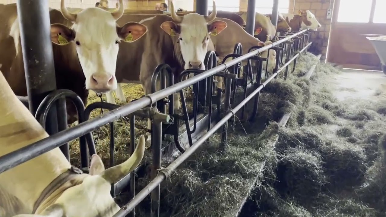 Besuch beim schönen SF-Zuchtbetrieb von Bernhard und Rita Hadorn in Schangnau