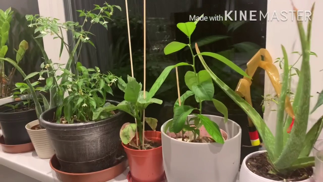 Indoor plants naga Bangladeshi lemon YouTube