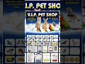 Lovebirds Available hai VIP Pet Shop Mubarakpur Azamgarh @dipparrotfamliy