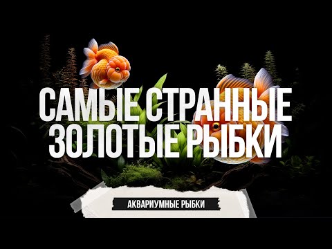 Самые странные разновидности золотых рыбок