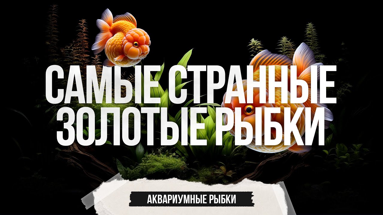 Самые странные разновидности золотых рыбок