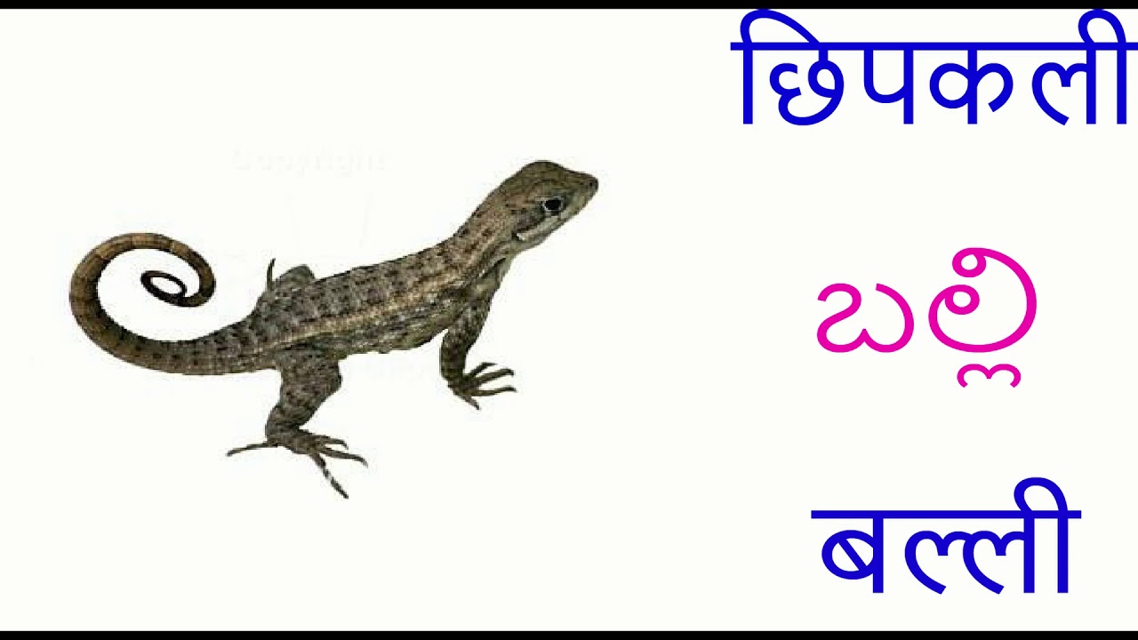 तेलुगु मे जानवरों के नाम 2 Learn Telugu animal names
