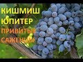 Виноград  Юпитер Кишмиш (grapes kishmish Jupiter (USA)