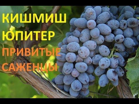 Виноград Юпитер Фото И Описание