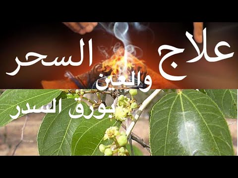 شجرة السدر فوائد وعلاج من السحر والعين والحسد Youtube