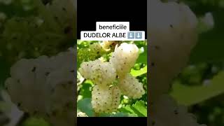 DUDELE ALBE - BENEFICII PENTRU SĂNĂTATE