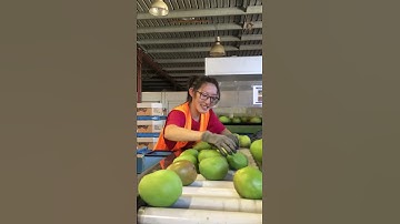 Sorting Honey Gold mangoes