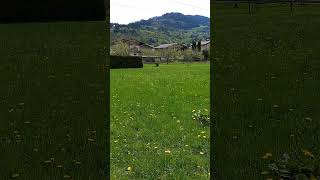 gurbet buktu belimizi