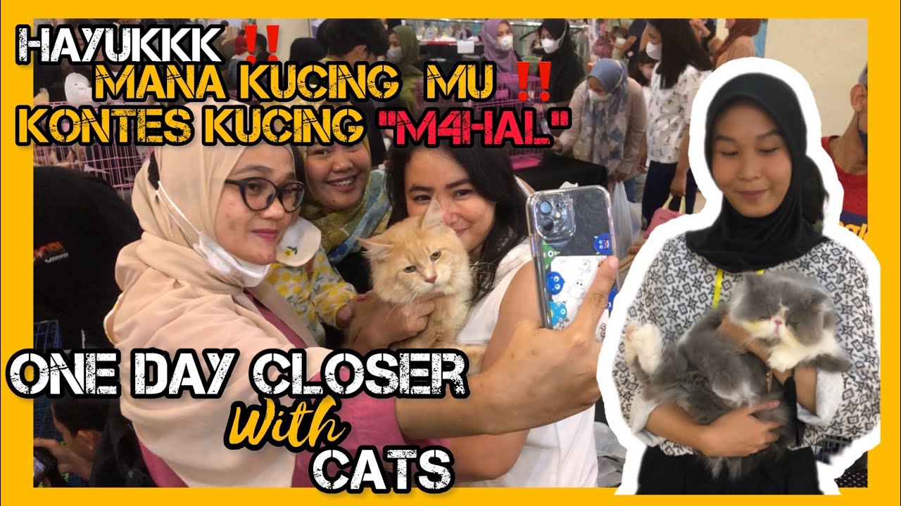 Kontes Kucing Mahal “ one day closer with cats “ Palembang Indah Mall ...