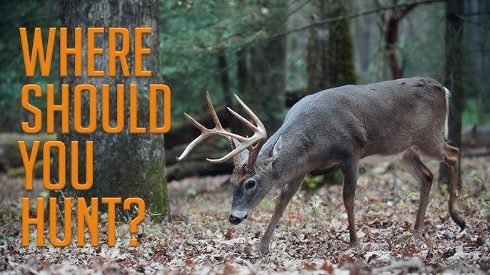 How To Find Hunting Hot Spots On Public Land - Youtube