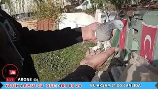 Alan Şampiyon Olur Bu Kuşları 2025 En Büyük Kuşları