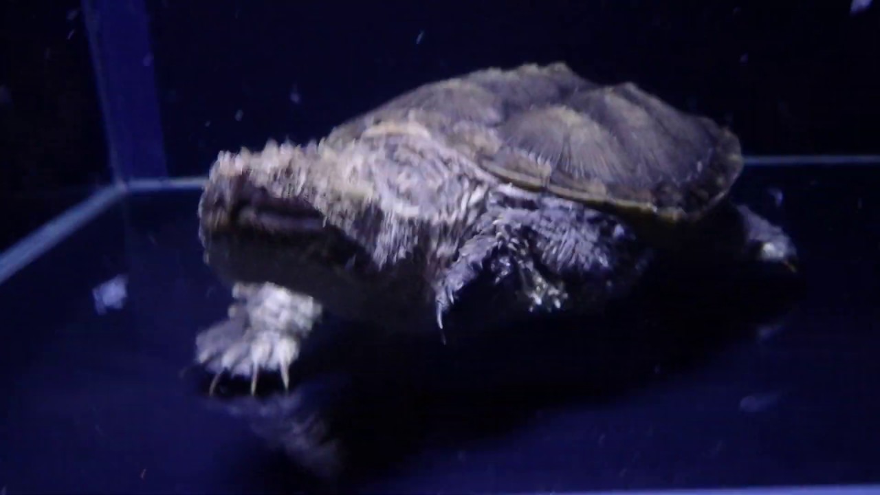 camera iphone 8 plus apk 2019/5/31 佛州擬鱷龜食朱文錦 florida snapping turtle