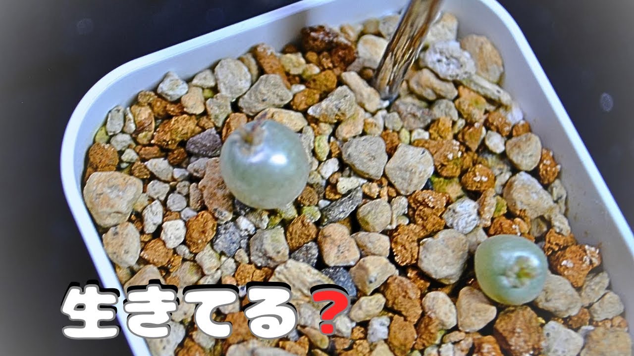 夏播種パキポ実生｜冬、止まる株と動く株