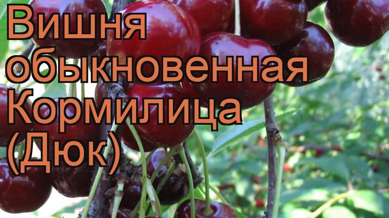 Дюк Ночка Описание Сорта Фото Отзывы Опылители