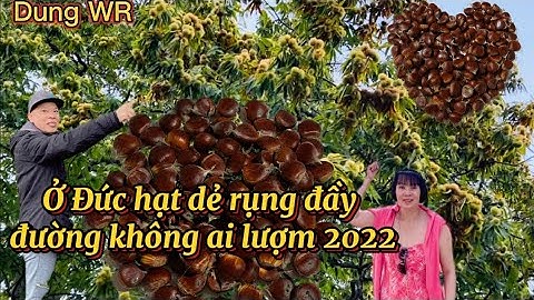 Germany ở Đức mùa hạt dẻ 🌰 rụng đầy đường không ai lượm 2022