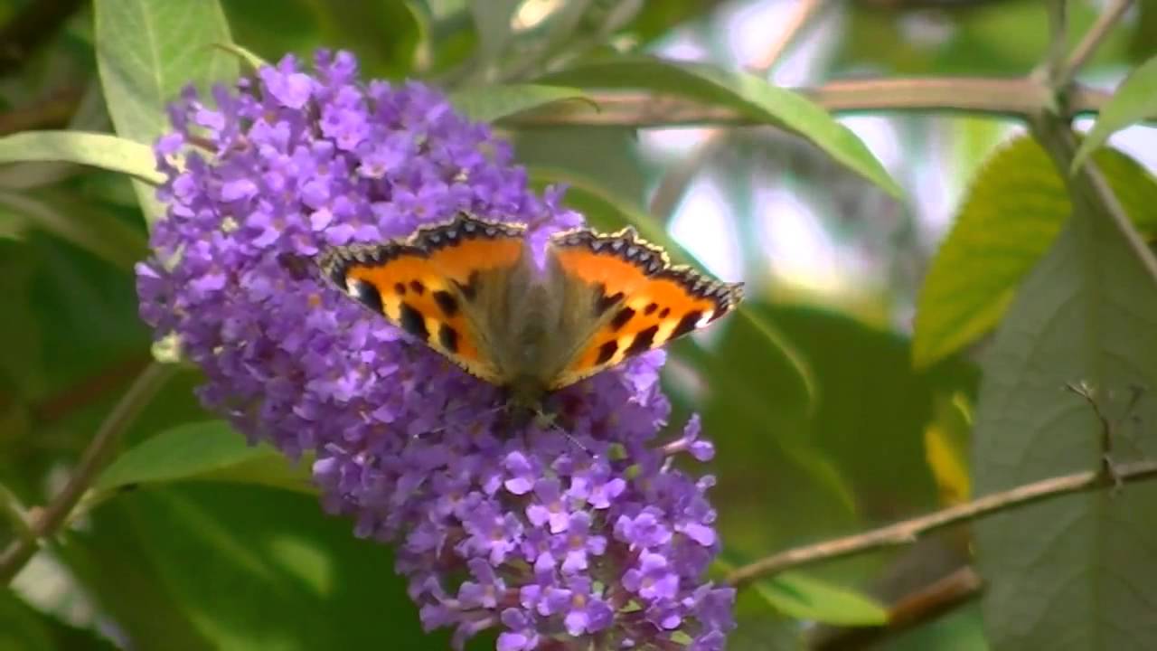 Small Tortoiseshell Butterfly