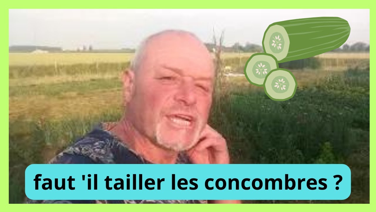 Faut-il tailler les pieds de concombre 😋 ? - YouTube