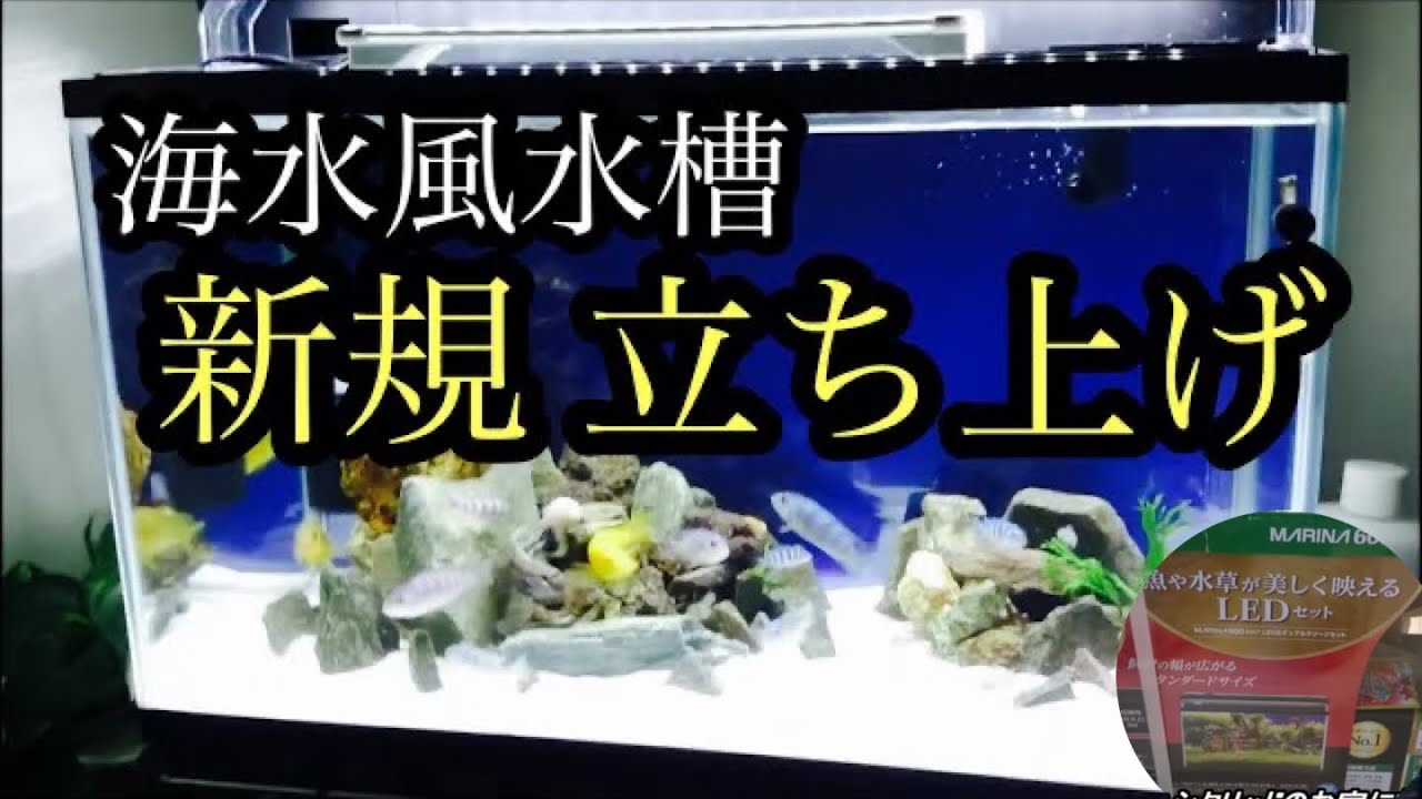 海水風【シクリッド水槽】新規 立ち上げ