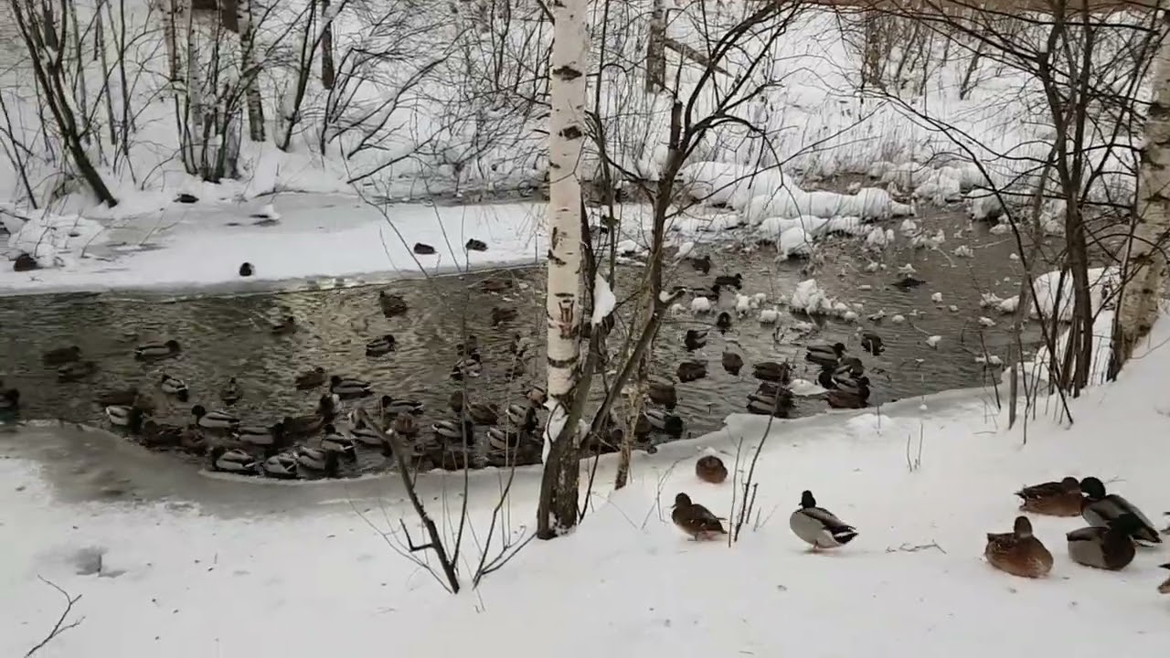 Утки в зимнем пруду. - YouTube