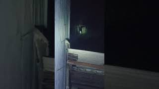 #short Burung hantu Serak Jawa/ Dares/Tyto Alba tiap malam mampir di depan rumah 05-12-2021