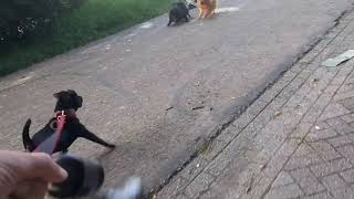 Schipperke - Dwarf Spitz Vs. Patterdale Estacado Bsl Fell Terriers