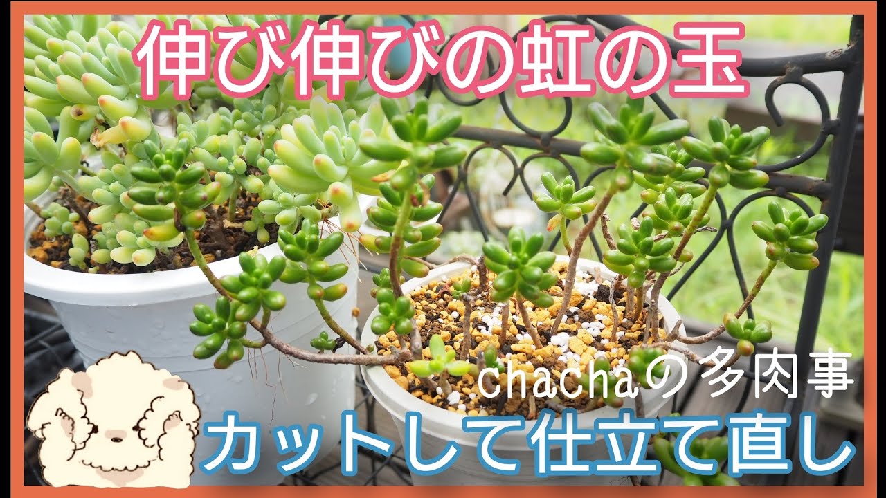 多肉植物】徒長してても大丈夫✂️✨秋は可愛くなります🍁のびのび虹の