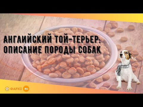 Английский той-терьер: описание породы собак