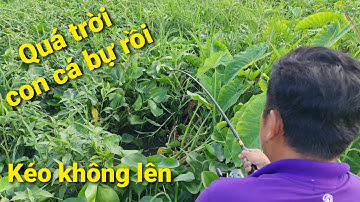 Chinh phục cá khủng trong đám lục bình, kéo nó muốn không lên luôn | Săn bắt SÓC TRĂNG |