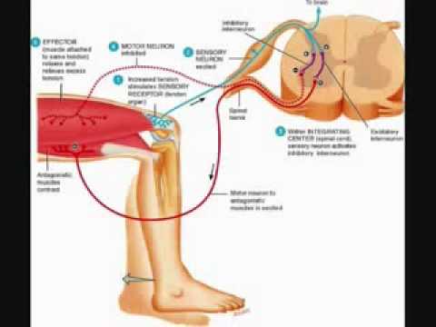 The Inverse Stretch Reflex or Tendon Reflex - Google ... lower extremities diagram 
