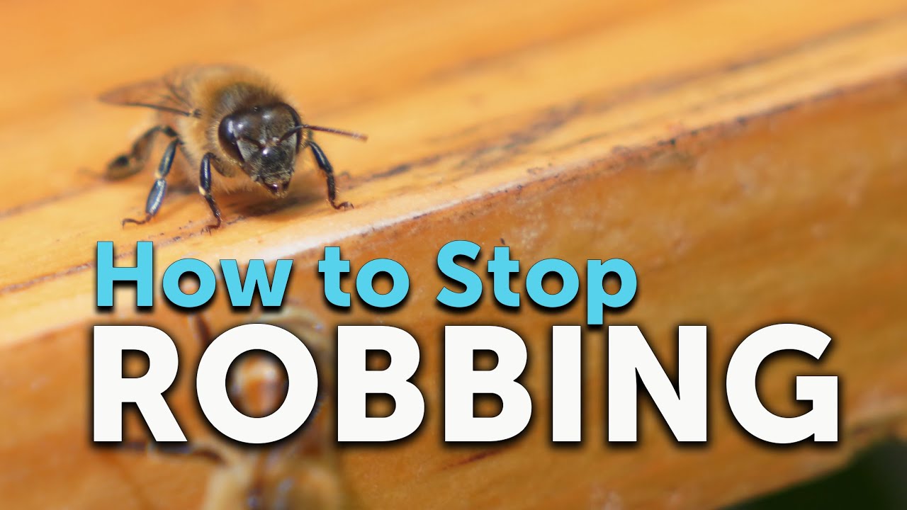HOW TO STOP ROBBING, Why Beehives Get Robbed, & How to Prevent It - YouTube
