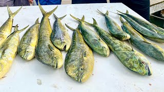 How To Fillet Mahi Mahi - Plus Catching Mahi In Rough Weather