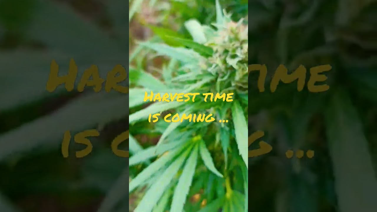 Quasi alla raccolta delle infiorescenze di  Cannabis legale (THC 0'2)