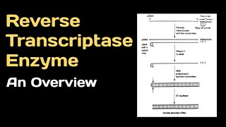 Reverse Transcriptase Enzyme Britannicacom Frontiers | Streptomyces As