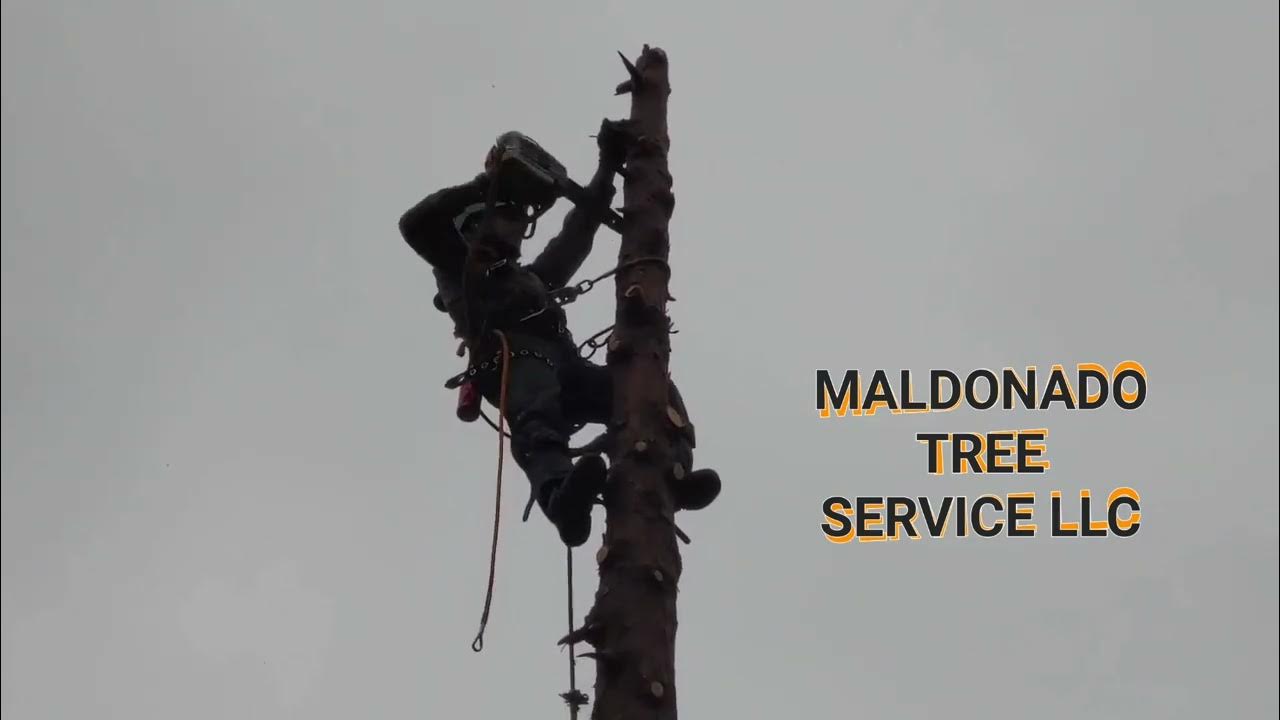 TREE SERVICE EUGENE SPRINGFIELD OREGON YouTube