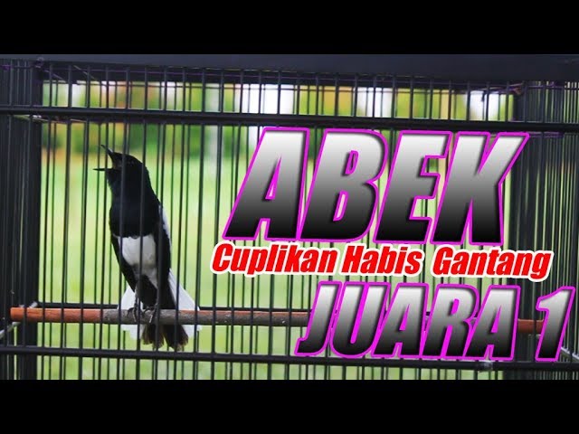 TV BURUNG : Video Kacer ABEK Habis Gantang Juara 1 Di Bengkayang Cup 2017 class=