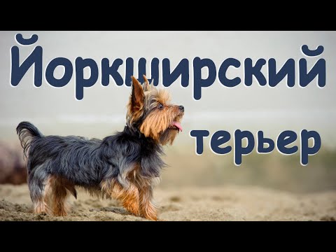 Все о породе Йоркширский Терьер