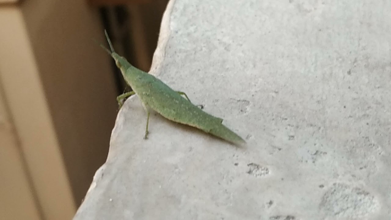 Pyrgomorphidae _ Grasshopper / Tobacco grasshopper