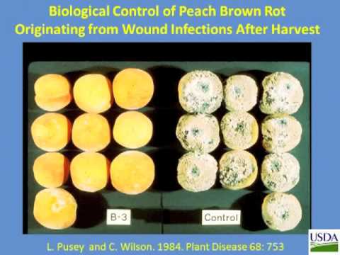 Biological Control of Postharvest Diseases