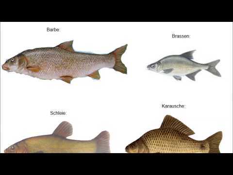 Video: Welche Fettarmen Fischsorten Gibt Es?