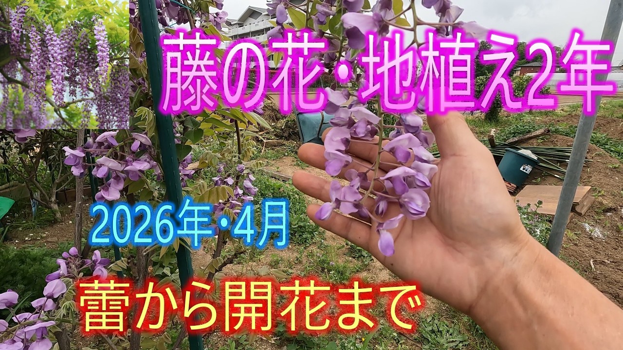Wisteria - 2 Years Since Planting] April 2026: From Bud to Bloom