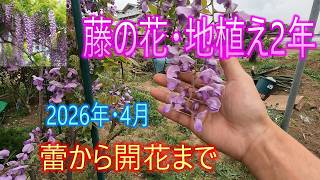 [Wisteria - 2 Years Since Planting] April 2026: From Bud to Bloom 05/28/26
