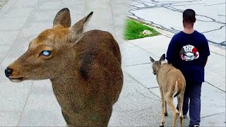 People laughed that he was walking the deer until they saw the eyes of the animal!